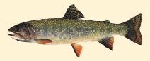 Rainbow Trout